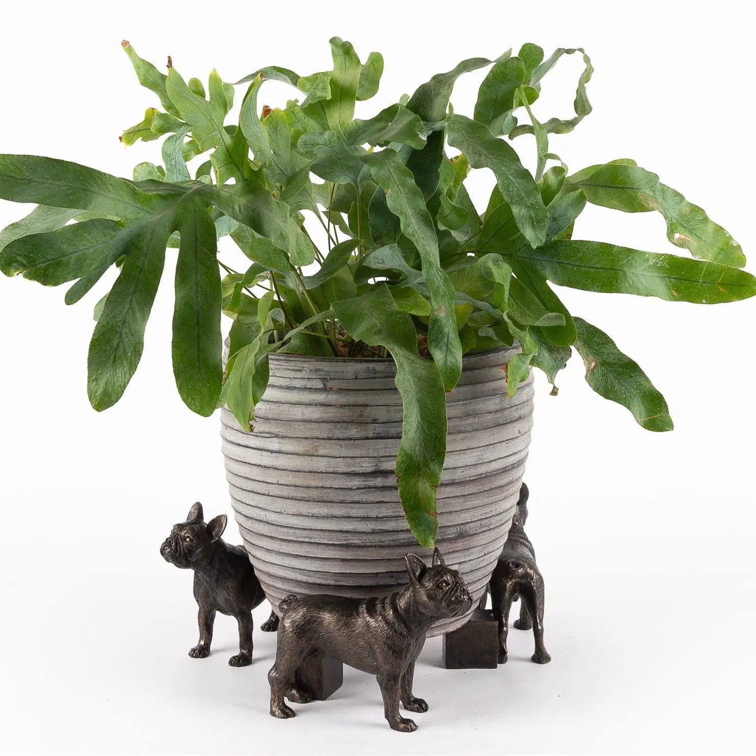 French Bulldog Plant Pot Feet – Set of 3