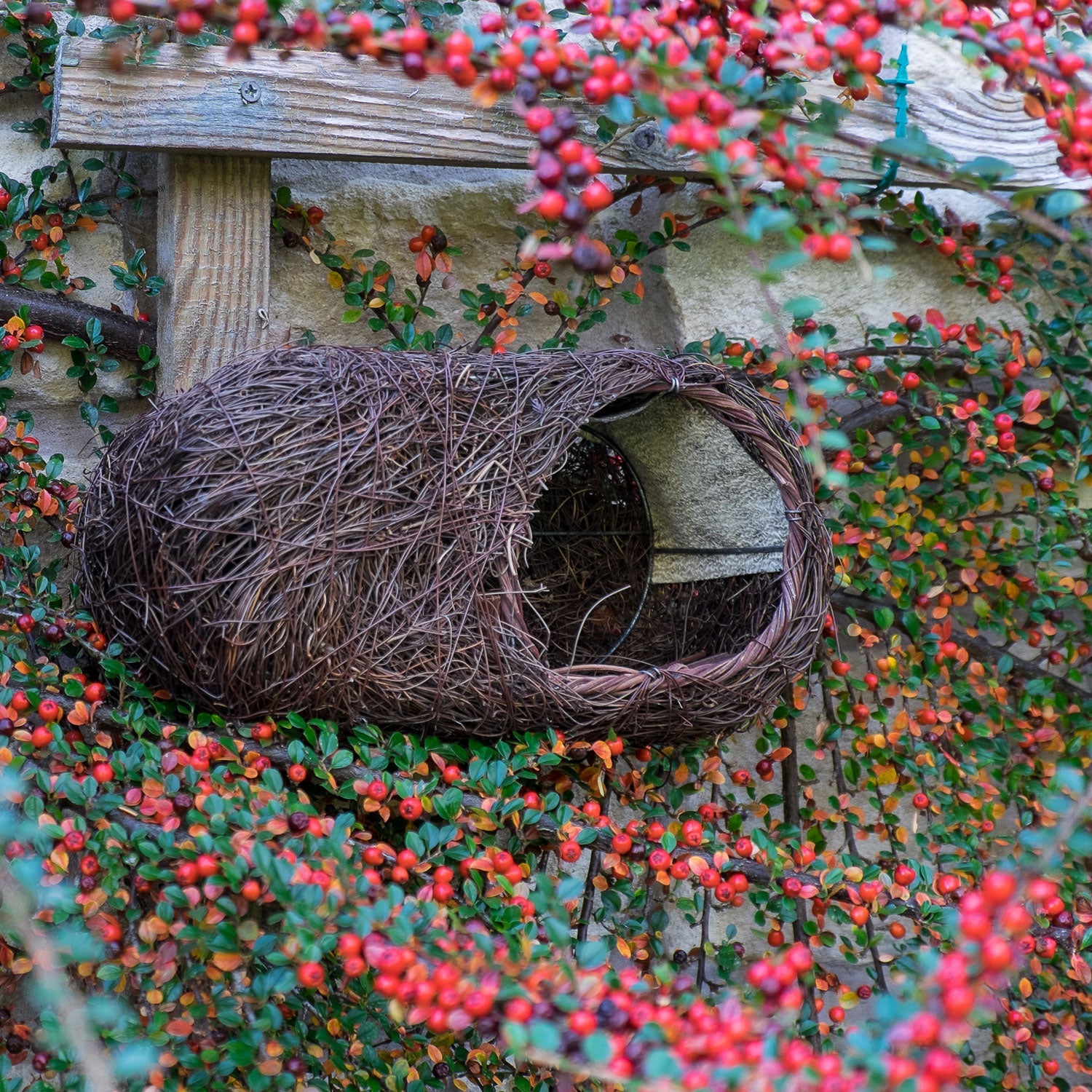 Brushwood Robin Nester